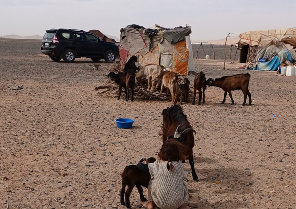 Berber nomad camp goats desert, Morocco
