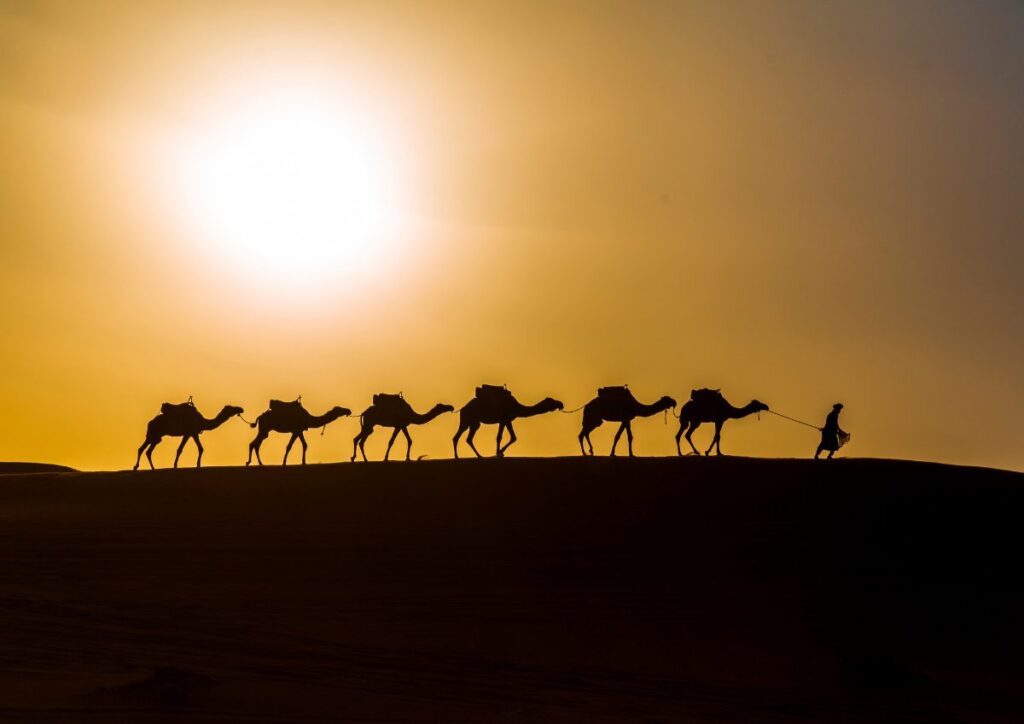 Camel caravan sunset sun Sahara, Morocco