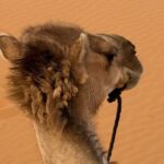 10 Day Morocco Tour from Casablanca