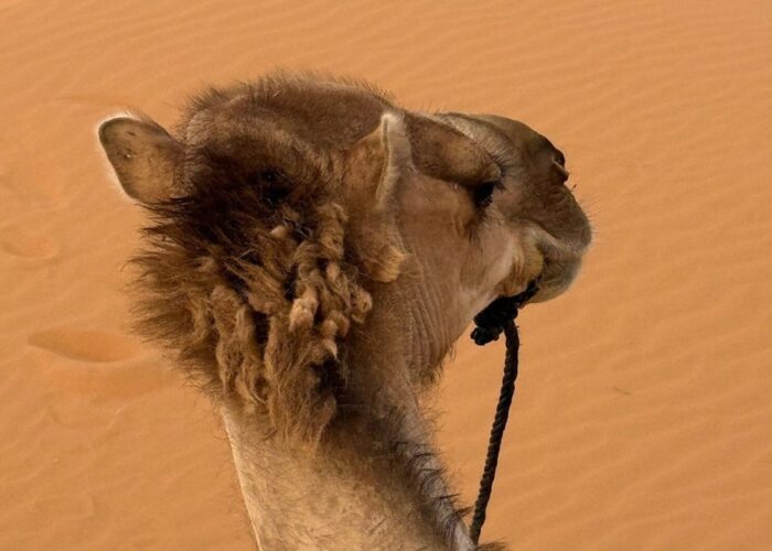 10 Day Morocco Tour from Casablanca