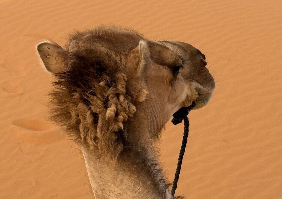 10 Day Morocco Tour from Casablanca