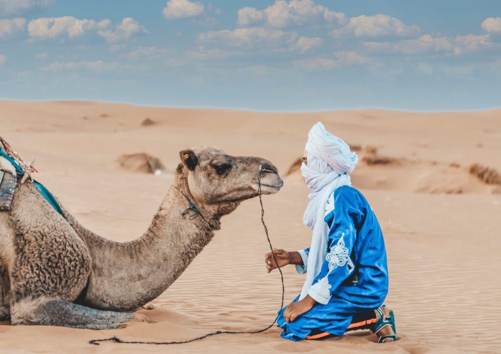 Sahara Berber guide camel kneeling, Morocco